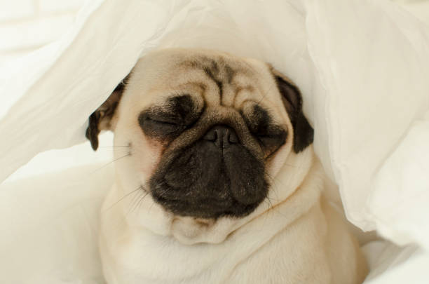 istock Sad  dog breed pug in blanket 890813688