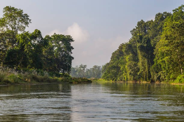 istock Beautiful view inside of the forest in Chitwan, Nepal. 890813840