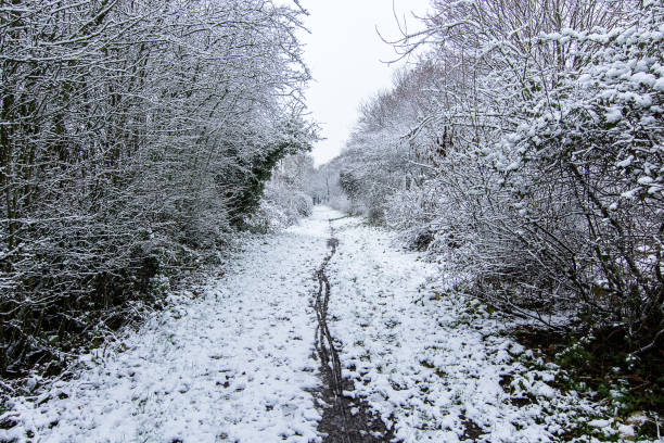 istock Winter Scene - snowfall at Wirral Country Park UK 890813934