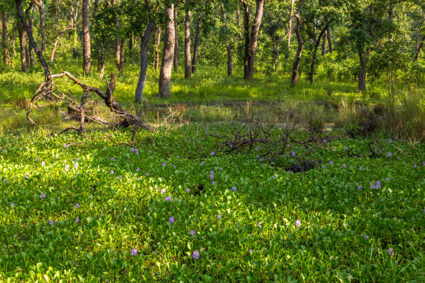 istock Beautiful view inside of the forest in the Chitwan, Nepal 890818514