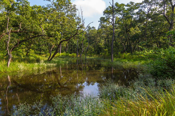 istock Beautiful view inside of the forest in the Chitwan, Nepal 890818768