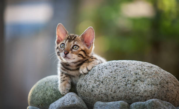 Bengal Kitten Bengal Kitten lying on some Pebbles, cute looking prionailurus bengalensis stock pictures, royalty-free photos & images