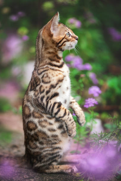 Kitten upright Bengal Kitten posing like a Meerkat prionailurus bengalensis stock pictures, royalty-free photos & images