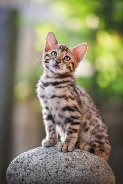 Cute Kitten Bengal Kitten sitting on a Pebble, cute looking prionailurus bengalensis stock pictures, royalty-free photos & images