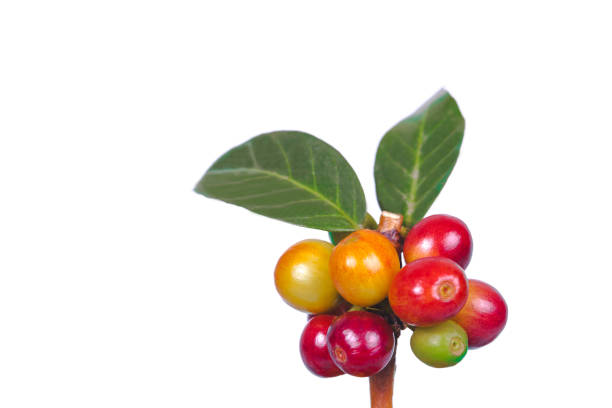 istock fresh coffee beans  on white background ,concept food and drink. 890822586