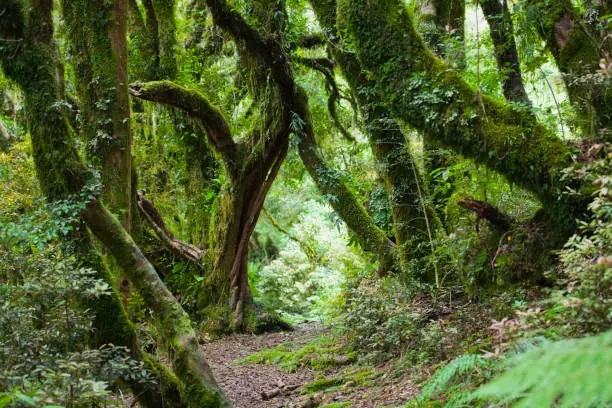 Photo of Rainforest on the north island of New Zealand