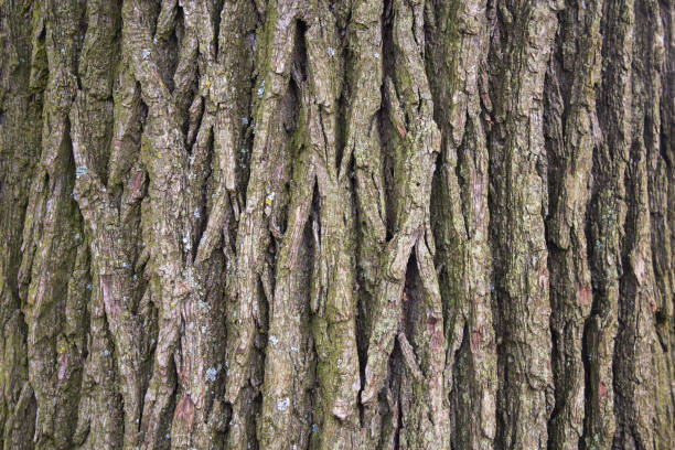 eichenrinde makro, baum-stamm-nahaufnahme - bark textured close up tree stock-fotos und bilder