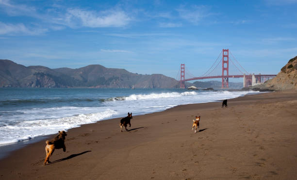 cães na praia de baker - baker beach - fotografias e filmes do acervo