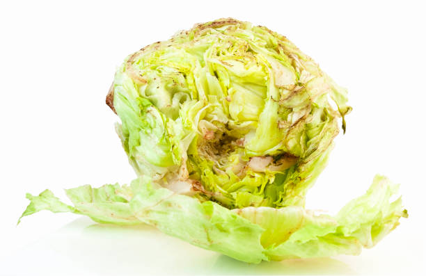 Rusty Lettuce Head of iceberg lettuce beginning to spoil. Lettuce is on a white reflective stand. Reddish brown rust on leaves indicates spoilage. Large leaf in foreground. Horizontal. decay stock pictures, royalty-free photos & images