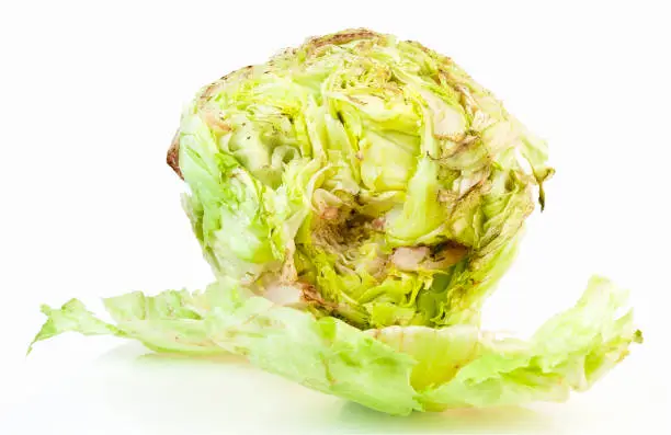 Photo of Rusty Lettuce