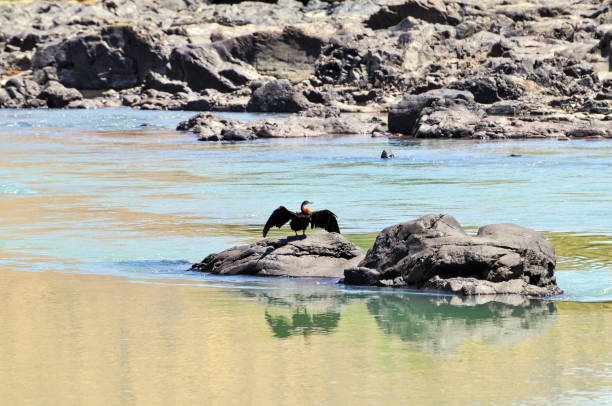 Close-up of a black cormorant with his wings spread, sitting on a rock in the Kunene River at the Epupa waterfall  located on the border of Angola and Namibia.
