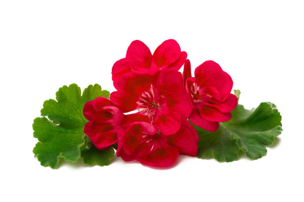 istock Pelargonium flower isolated on white background 890834890