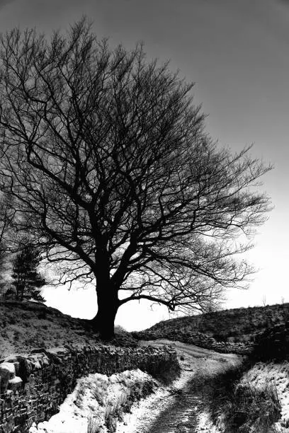 Tree alongside footpath, Pendle Bridleway National Trail, Mary Towneley Loop, Cliviger, Lancashire.