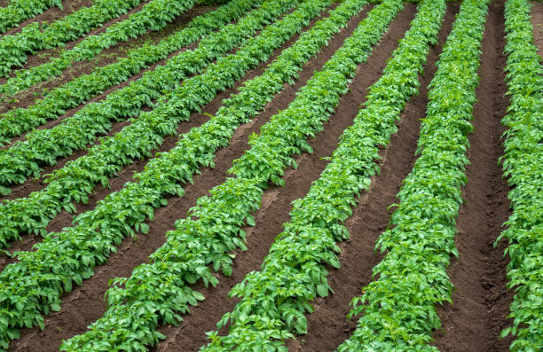 istock Rows of young potato plants on the field 890837354
