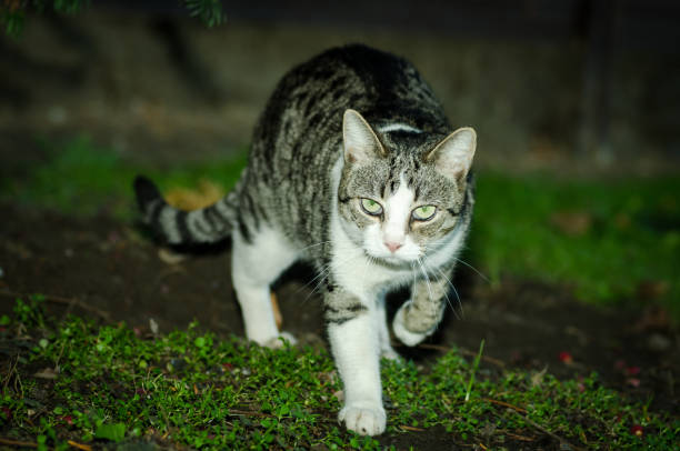 istock Domestic cat in the night hunt for the mouse 890837702