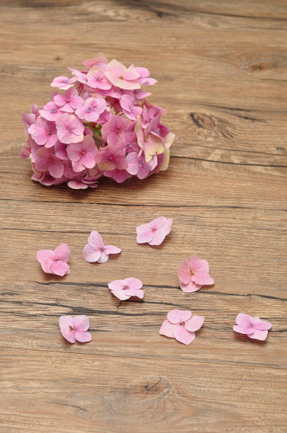 istock A pink Hydrangea isolated on a wooden background 890842690