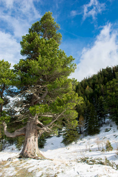 istock Old Pine in Snowy Mountain Landscape 890849972