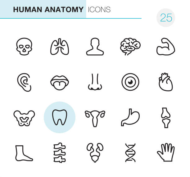human anatomy - pixel perfect ikony - head and shoulders stock illustrations