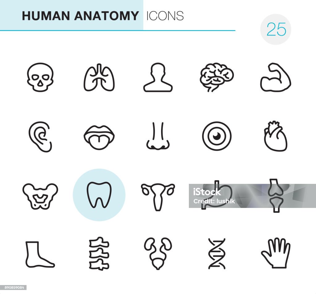 Human Anatomy - Pixel Perfect icons 20 Outline Style - Black line - Pixel Perfect Anatomy icons / Set #25 Icon Symbol stock vector