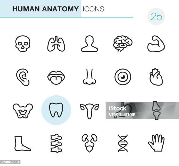 Human Anatomy Pixel Perfect Icons Stock Illustration - Download Image Now - Icon Symbol, Anatomy, Outline