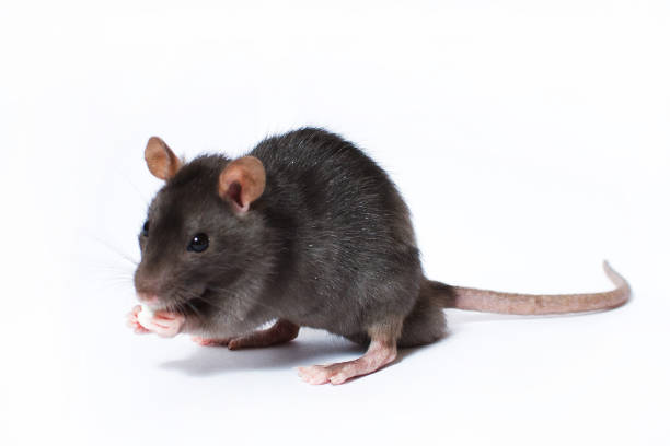 istock Portrait of curious gray rat isolated on white background 890878438