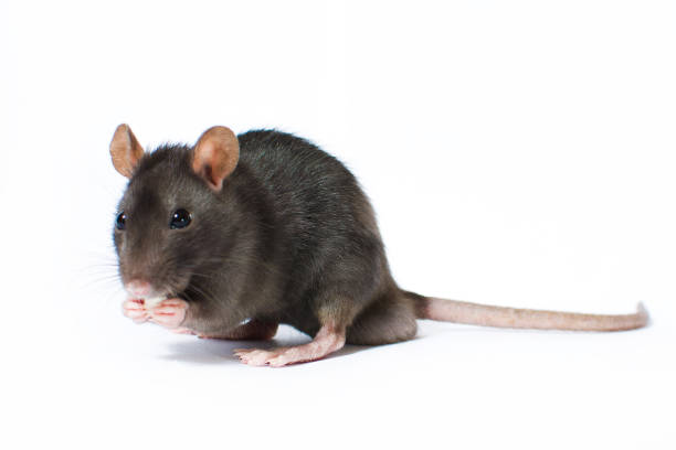 retrato de curioso cinzento rato isolado no fundo branco - fun mouse animal looking - fotografias e filmes do acervo