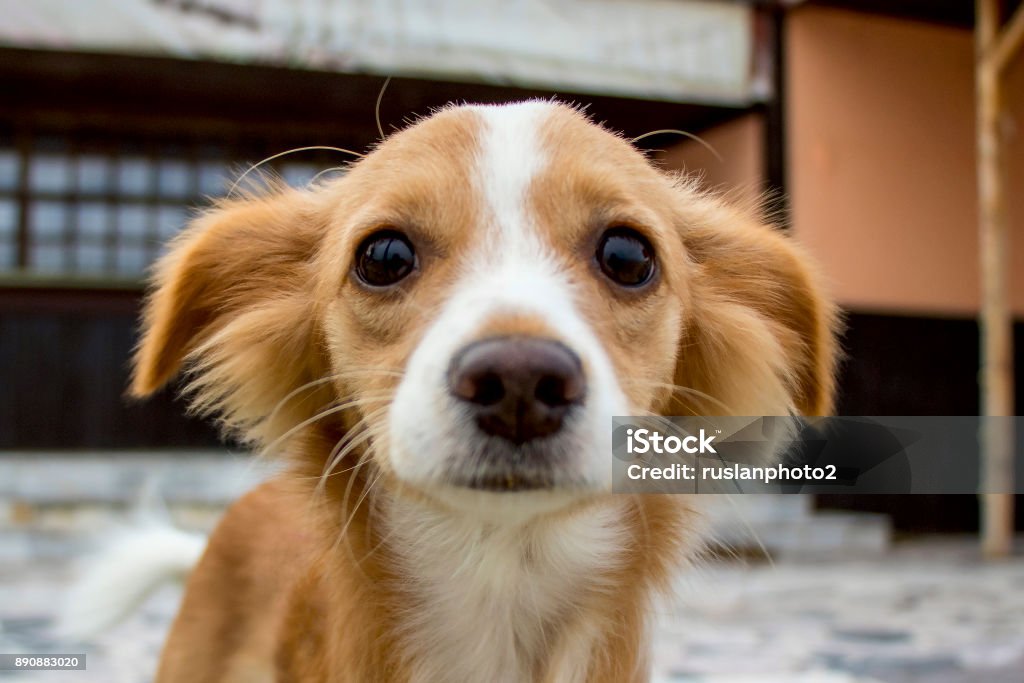 Funny petit chien roux - Photo de Brûlot libre de droits