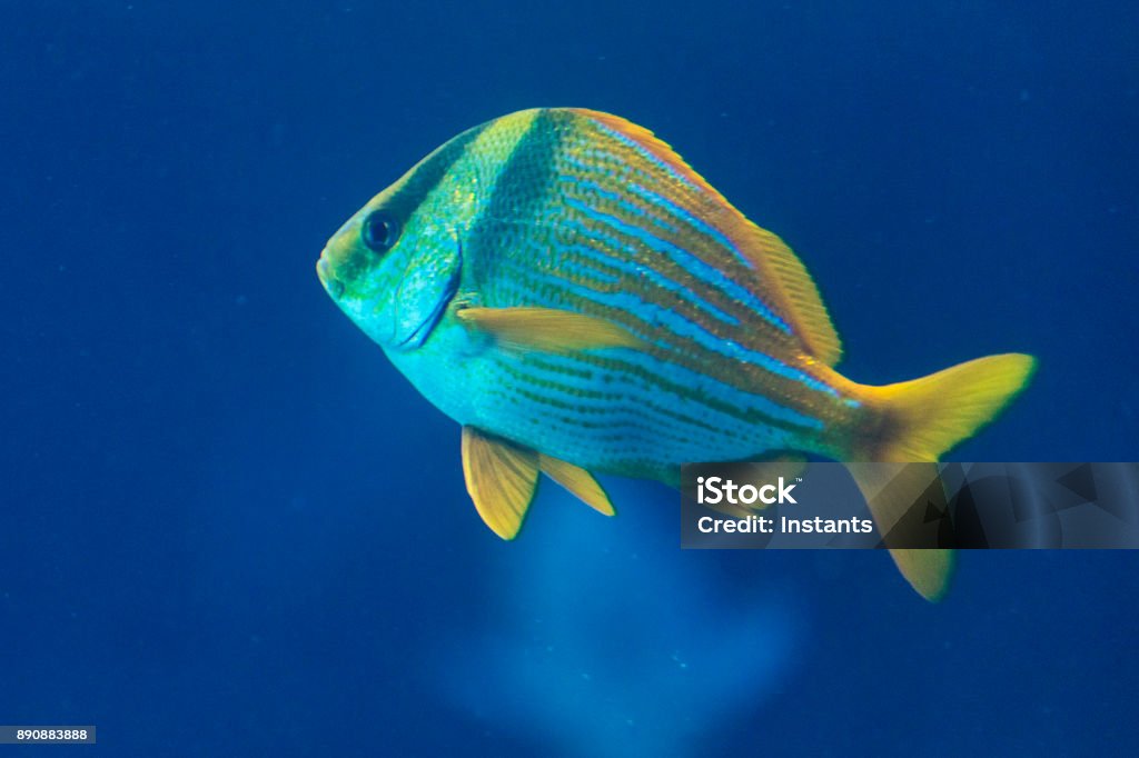A porkfish grunt swimming by itself, as seen in the Bahamas. Animal and travel photography. Grunt Fish Stock Photo
