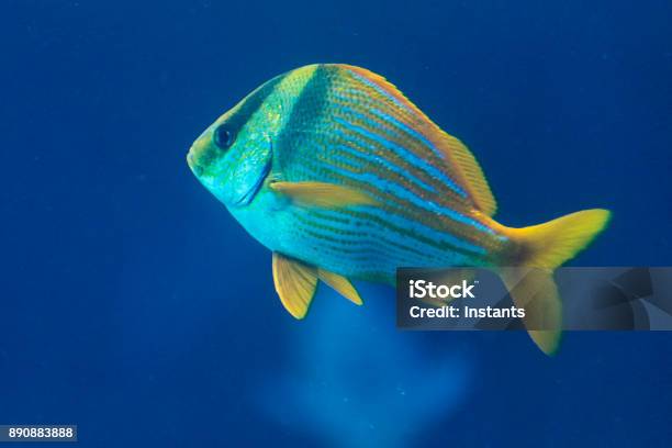 A Porkfish Grunt Swimming By Itself As Seen In The Bahamas Stock Photo - Download Image Now