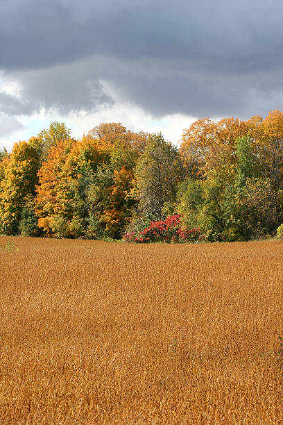 istock Tones of Autumn 89088502