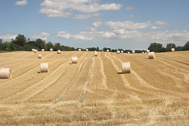 bale field 3 stock photo