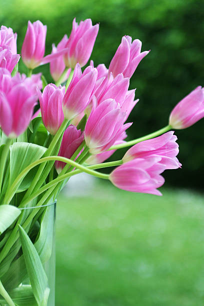 tulips outside stock photo