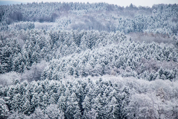 Background Forest with many spruce trees in winter in Germany