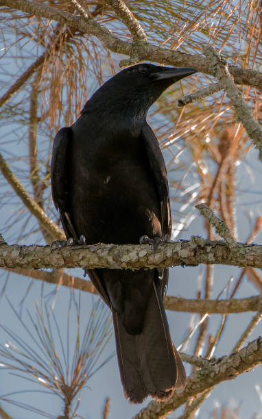 Fish Crow Fish Crow, Florida, perched in pine tree fish crow stock pictures, royalty-free photos & images