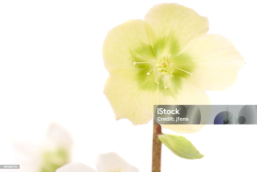 ดอกไม้ตามฤดูกาลที่น่ารัก - ไม่มีค่าลิขสิทธิ์ Black Hellebore ภาพสต็อก