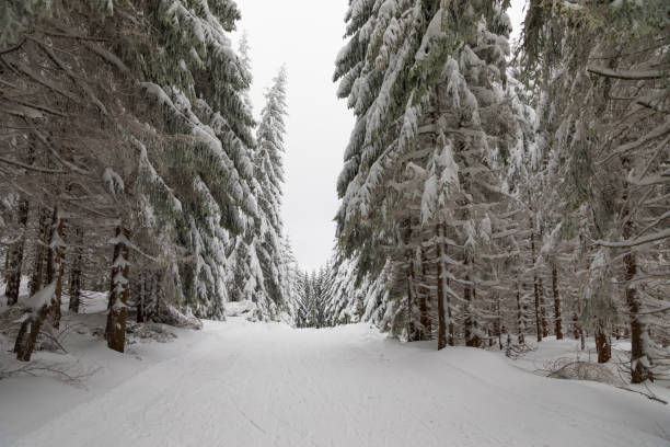 istock Winter landscape with high spruces and snow in mountains 890904330
