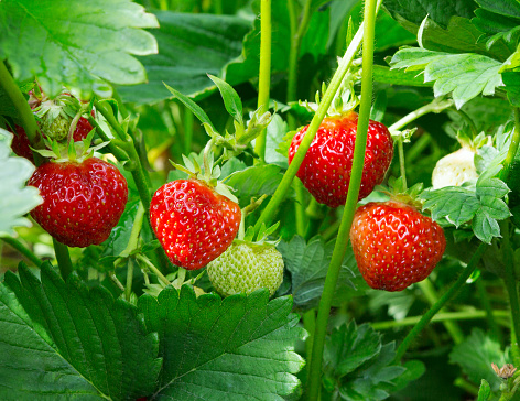 Strawberry plant. Wild stawberry bushes.  Strawberries in growth at garden. Ripe berries and foliage strawberry