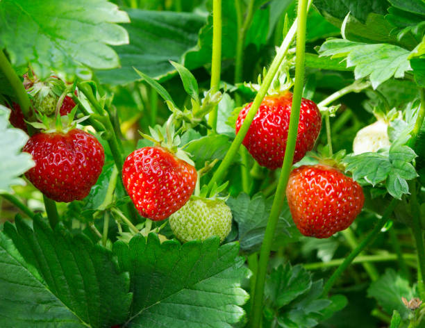 strawberry plant. wild stawberry bushes.  strawberries in growth at garden. ripe berries and foliage strawberry - strawberry plant imagens e fotografias de stock