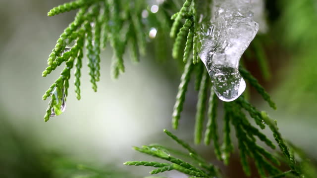 Snow melting on buds on branches of winter trees. Closeup of water drops from melting snow over blurred trees background. Nature winter or spring background. Real time full hd video footage.