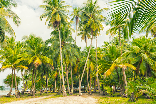 Tropical beach with dense palm trees and small footpath in the middle.  Panama