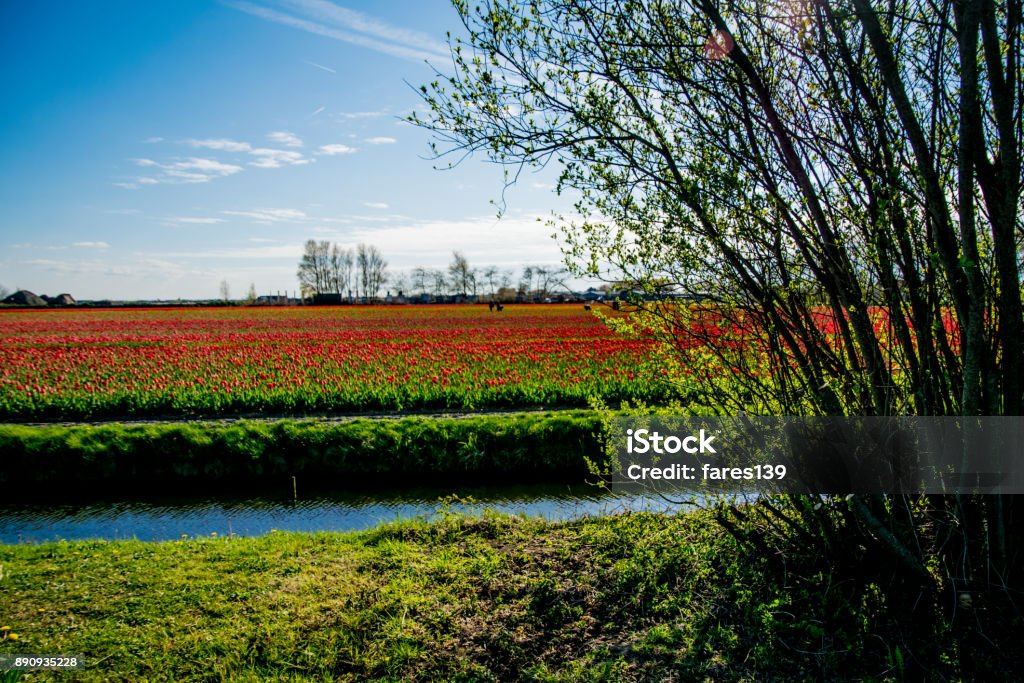 landscape view with colorful flowers background in Netherlands Agricultural Field Stock Photo