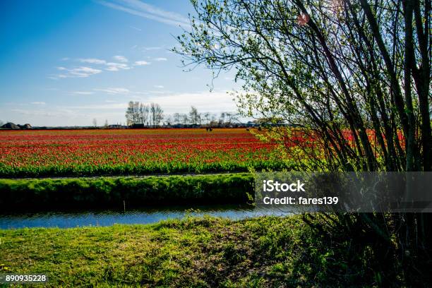 Landscape View With Colorful Flowers Background In Netherlands Stock Photo - Download Image Now