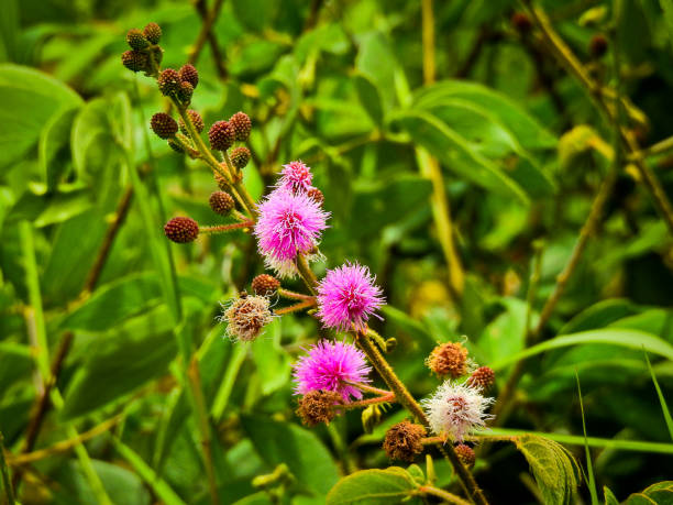 pink decorated branch. - mexican flame leaf imagens e fotografias de stock