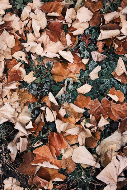 istock frosted leaves lying on an autumn grass Brown 890940742