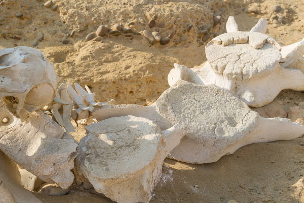istock whale bones in sand on the beach shore. 890945622