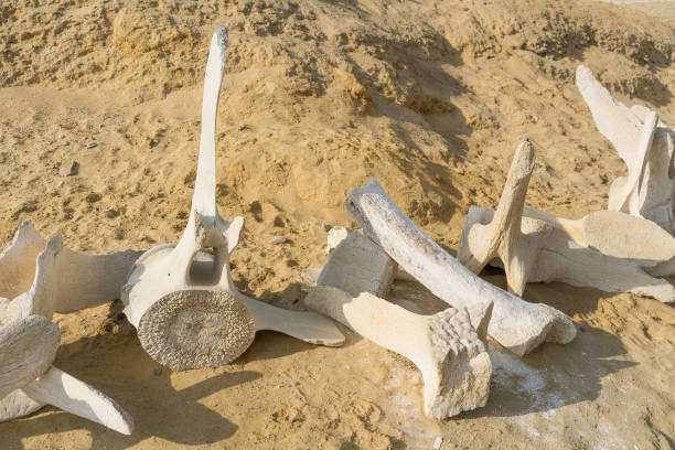 istock whale bones in sand on the beach shore. 890945754