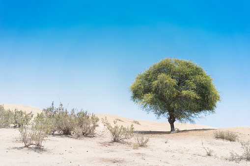 Tree in the Namibe Desert. Angola.