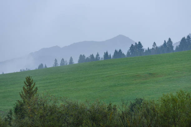 istock panoramic view of misty forest in mountain area 890964130