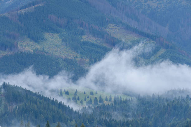istock panoramic view of misty forest in mountain area 890964302