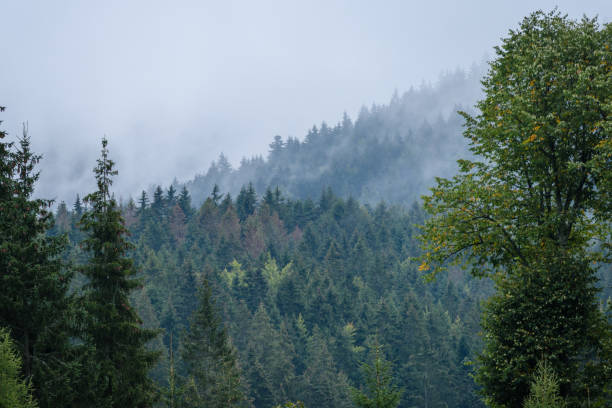 istock panoramic view of misty forest in mountain area with mountains hiding behind trees 890964480